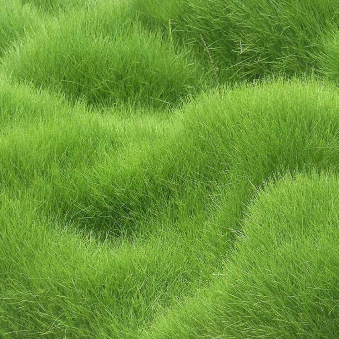 Grass Seeds Hybrid Best For Your Beautiful Home Gardening (Pack of 100 seeds) (Pack of 1)